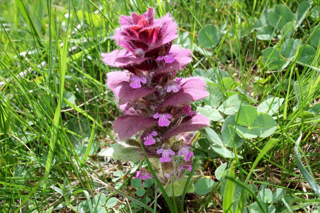 Ajuga pyramidalis